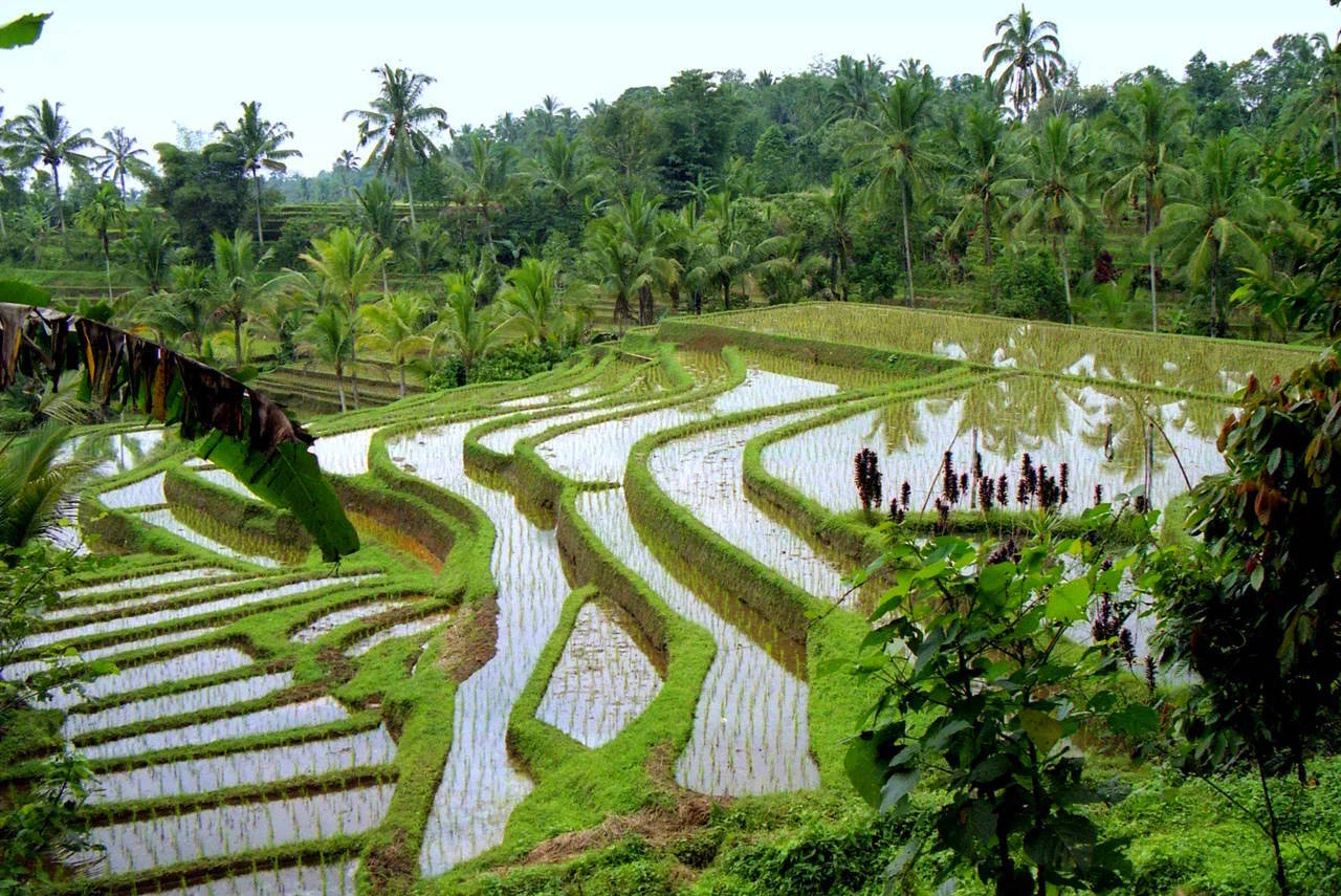 Террасы для выращивания риса на Бали