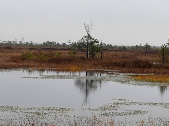 Древнейшее болото Беларуси